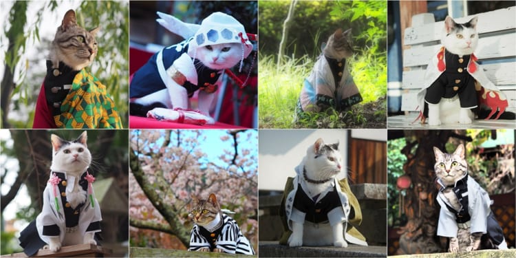 海外でも話題！徳島を盛り上げるコスプレにゃんこ達が可愛すぎる！