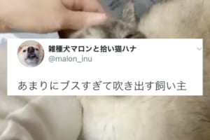 普段は端正なのに･･･思わず飼い主も吹き出す”おブス”な寝顔のニャンコが可愛い！