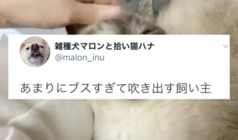 普段は端正なのに・・・思わず飼い主も吹き出す”おブス”な寝顔のニャンコが可愛い!