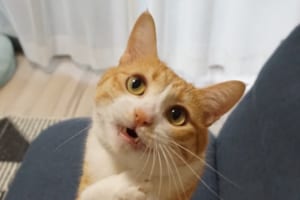 まるでCGのような猫様の”一生のお願いポーズ”にメロメロ！これは絶対に抗えない･･･