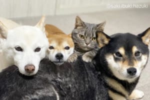「僕もワンコだニャン」海外やテレビでも話題の犬３匹+猫1匹の仲良しきょうだいが尊い！