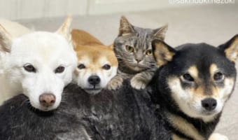 「僕もワンコだニャン」海外やテレビでも話題の犬3匹+猫1匹の仲良しきょうだいが尊い!