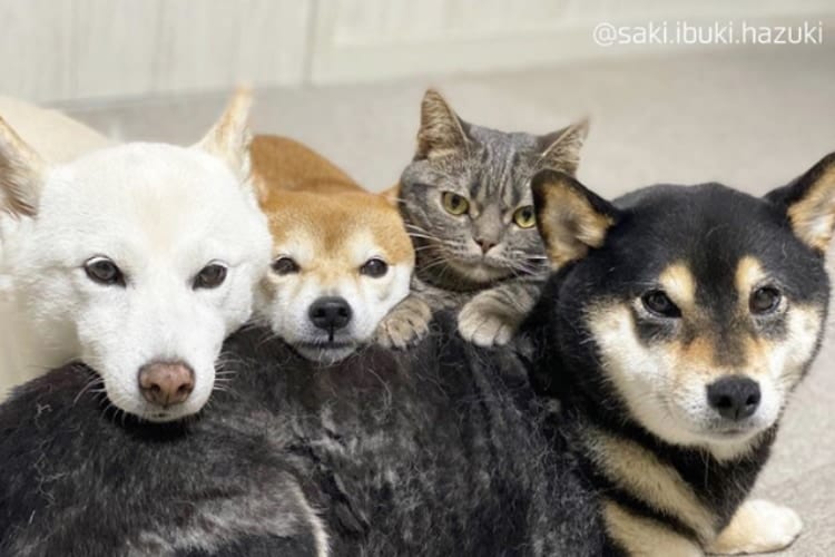 「僕もワンコだニャン」海外やテレビでも話題の犬３匹+猫1匹の仲良しきょうだいが尊い！