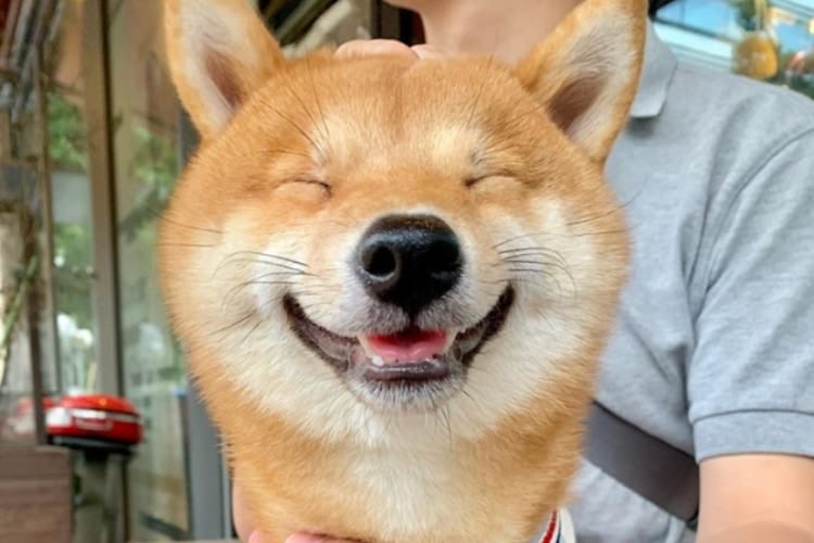 笑顔すぎる豆柴”うにくん”のインスタが大人気！満面スマイルがめちゃくちゃ可愛い