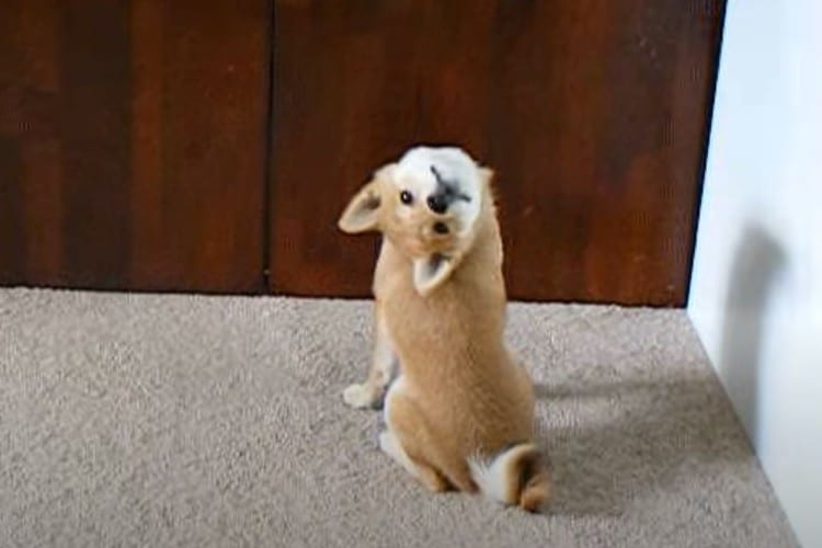 なぜその振り返り方？振り返り方のクセが凄い柴犬の動画がカワイイ！