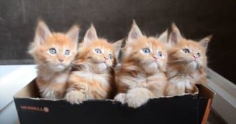 【疲労回復動画】子猫たちがシンクロする！最高に癒される動画4選+おまけ！