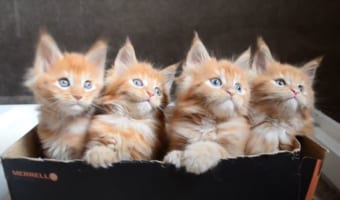 【疲労回復動画】子猫たちがシンクロする!最高に癒される動画4選+おまけ!