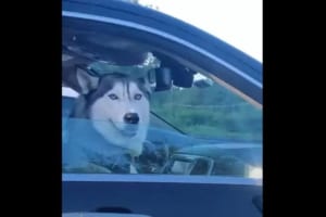 信号待ちで隣の車にいたハスキー犬と交信中！？ハスキー犬同士の静かなシンクロがかわいすぎる【アメリカ・動画】