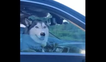【ハスキーが可愛い】信号待ちで隣の車にいたハスキーと交信するハスキー!ハスキー同士の静かなシンクロに笑っちゃう!