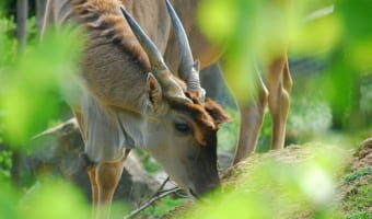サバンナに住む巨体の「エランド」は鹿ではなく、牛の仲間。大きな体ながら意外な身体能力が！