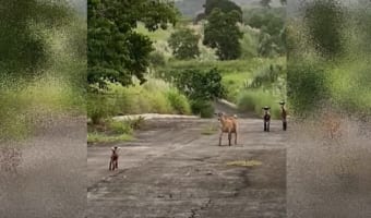 【奇跡の感動実話】保護された子ヤギ はぐれた家族と再会の瞬間を捉えた映像に涙