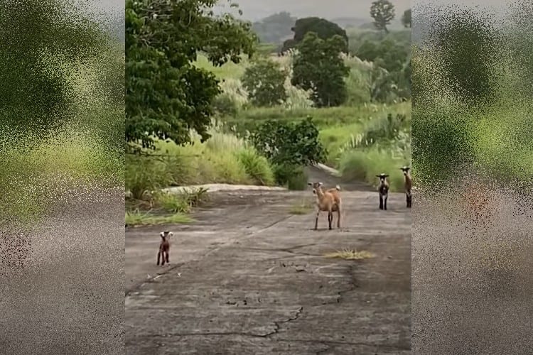 【奇跡の感動実話】保護された子ヤギ はぐれた家族と再会の瞬間を捉えた映像に涙