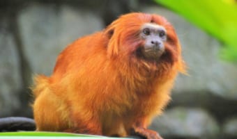 金色の毛が美しい「ゴールデンライオンタマリン」、その姿は日本でも見られる？