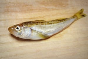冬の魚「ハタハタ」は、漢字表記がなぜ神の魚「鰰」となるの？