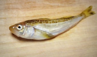 冬の魚「ハタハタ」は、漢字表記がなぜ神の魚「鰰」となるの？