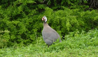 「ホロホロチョウ」は七面鳥と混合されてきた歴史もあるけれど・・、違う鳥なので気を付けて！