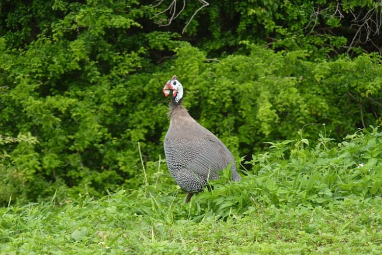 「ホロホロチョウ」は七面鳥と混合されてきた歴史もあるけれど・・、違う鳥なので気を付けて！