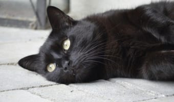 【ジンクス】実は外国だと、不吉なことを意味する言葉だって知ってた？