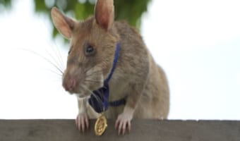 地雷除去のスペシャリストはネズミ!?アフリカオニネズミのマガワが金メダルを授与され話題に!