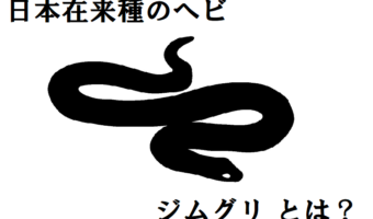 【ジムグリ】子供の頃は赤い派手な体、大人になるとシックな体色に変化する日本の在来ヘビ