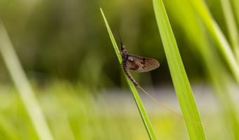 寿命が短い生き物の代表「カゲロウ」、その短さに唖然!