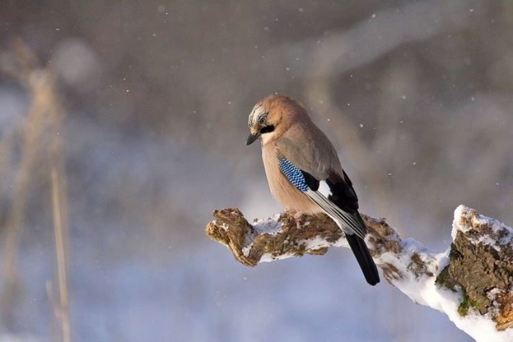 「カケス」、カラスの仲間だけどその体は色とりどりでモノマネ上手！　