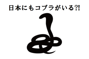 猛毒を持つ蛇のコブラ、実は日本にも生息しているって知っていました？