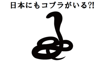 猛毒を持つ蛇のコブラ、実は日本にも生息しているって知っていました？