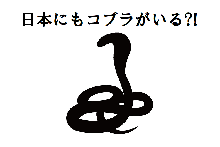 猛毒を持つ蛇のコブラ、実は日本にも生息しているって知っていました？