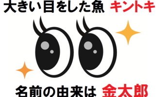 赤い体に大きい目をした「キントキ」、その名前は昔話の「金太郎」から？！