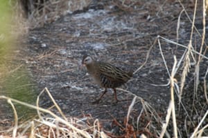 「クイナ」、日本でも見られるその鳥はユニークな個性を持つ仲間たちもいます！！