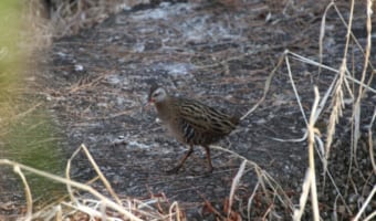 「クイナ」、日本でも見られるその鳥はユニークな個性を持つ仲間たちもいます!!