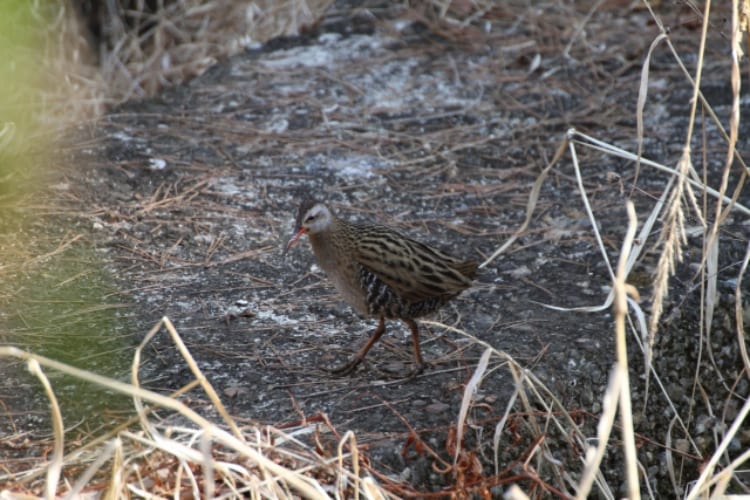 「クイナ」、日本でも見られるその鳥はユニークな個性を持つ仲間たちもいます！！