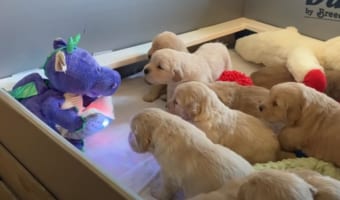 まるで保育園の子どもたち(笑) 恐竜の玩具がゴールデンレトリバーの子犬たちに読み聞かせ