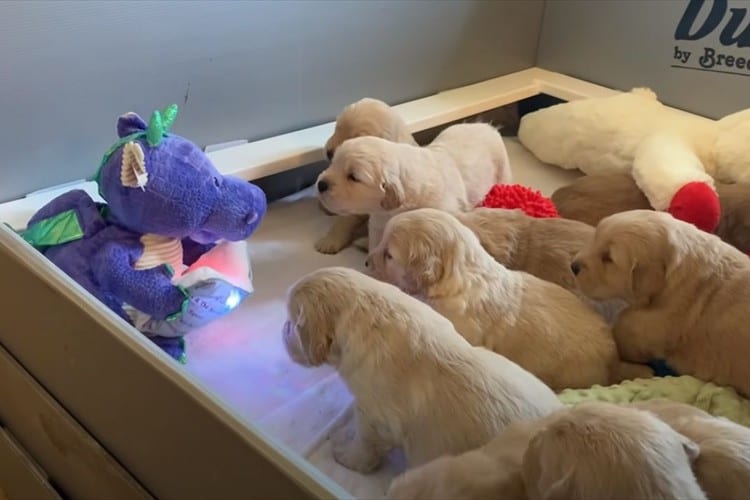 まるで保育園の子どもたち(笑) 恐竜の玩具がゴールデンレトリバーの子犬たちに読み聞かせ