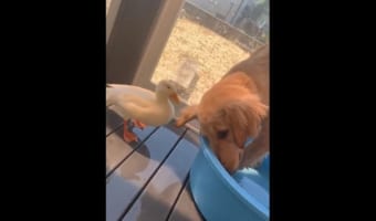 プールを取られてお怒りのアヒルが攻撃!地味に痛そうだけどワンコのリアクションは・・・