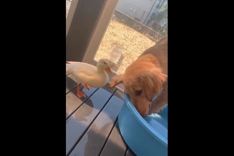 プールを取られてお怒りのアヒルが攻撃！地味に痛そうだけどワンコのリアクションは･･･