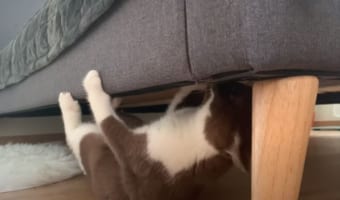ベッドの下で何をするかと思いきや、トンデモナイ特技を披露したニャンコが話題に!