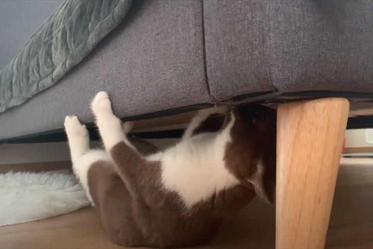 ベッドの下で何をするかと思いきや、トンデモナイ特技を披露したニャンコが話題に！