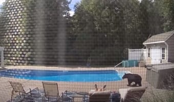 絶体絶命か！？プールサイドで眠っていたら野生のクマが接近！熊に起こされた男性が取った意外な行動とは？