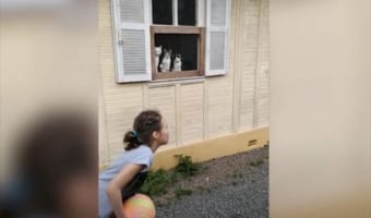 テニスの審判かよ!(笑) 子供のボール遊びに目が釘付けの猫。シンクロする動きに爆笑