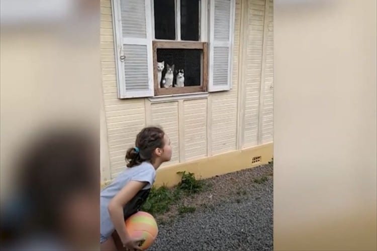 テニスの審判かよ！(笑) 子供のボール遊びに目が釘付けの猫。シンクロする動きに爆笑