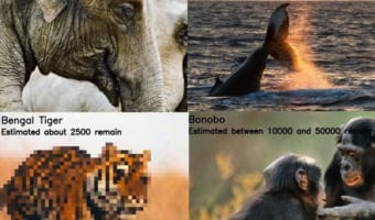 絶滅の危険度が一目で分かる!絶滅危惧種の個体数をピクセルで表現した画像が話題に!
