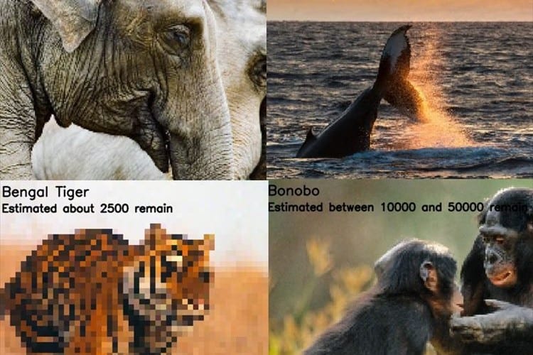 絶滅の危険度が一目で分かる！絶滅危惧種の個体数をピクセルで表現した画像が話題に！