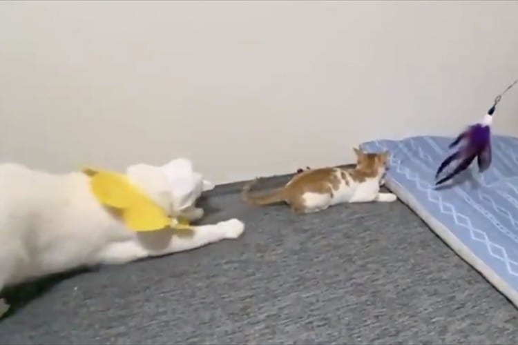 会心のツッコミが炸裂！完成度の高い猫漫才が面白すぎると話題に！