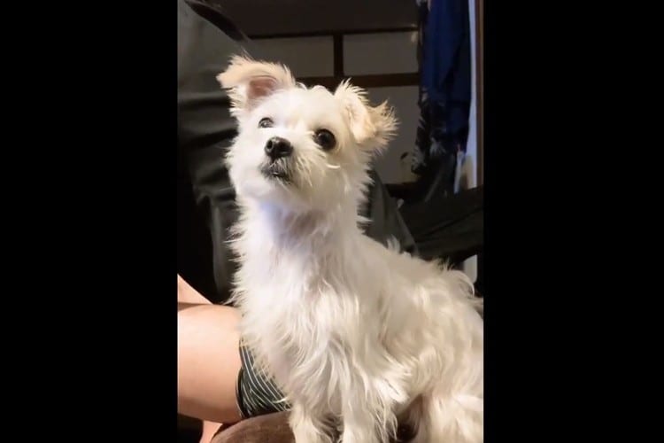 これが正しい「お手」だと思って真剣にやってる(笑) 斬新な「お手」を発動するワンコが可愛すぎる！