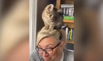 リモート会議中に頭の上に猫が!しばらく居座るとそのまま就寝(笑)