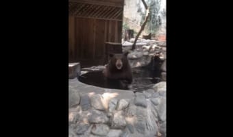 いい湯だな～ まるでオッサンのように入浴中のクマ(笑) 見ているだけで癒されると話題に！