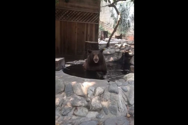 いい湯だな～ まるでオッサンのように入浴中のクマ(笑) 見ているだけで癒されると話題に！