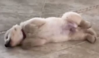 自分だけの世界に浸って遊んでいたワンコ。カメラに気づいた時のリアクションが可愛い(笑)